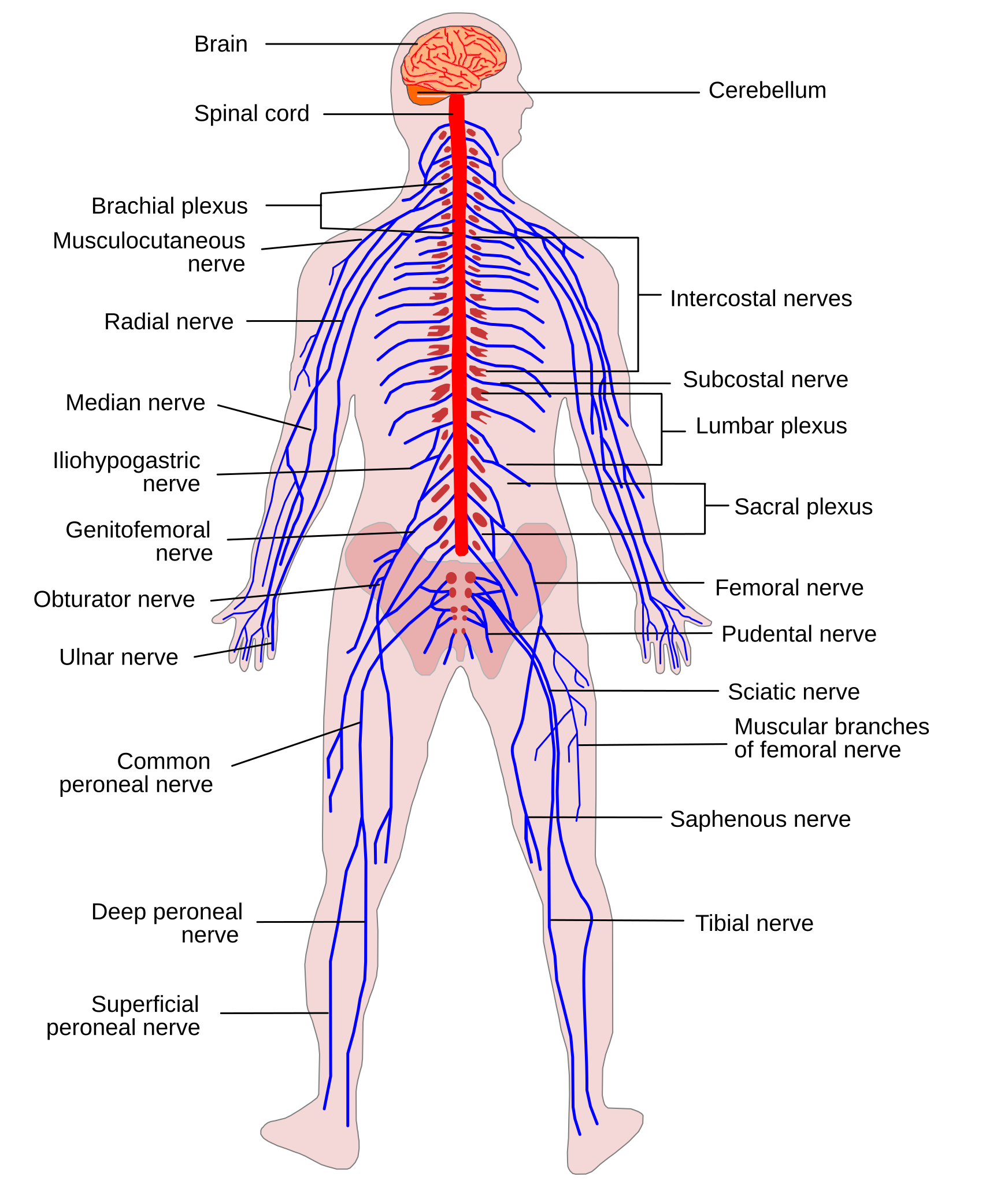 human nervous system diagram