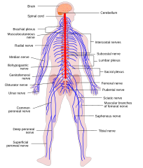 File:Human Nervous System diagram.svg - Wikimedia Commons