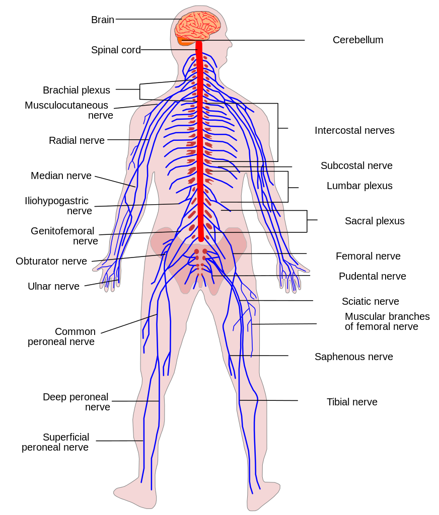 File:Human Nervous System diagram.svg - Wikipedia