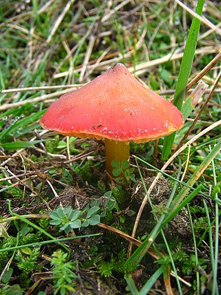 <i>Hygrocybe conica</i> Species of fungus