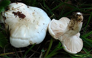 <i>Hygrophorus penarioides</i> Species of fungus