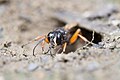 Hymenoptera (44354174552).jpg