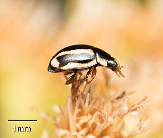 <i>Hyperaspis annexa</i> Species of beetle