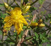 Hypericum punctatum