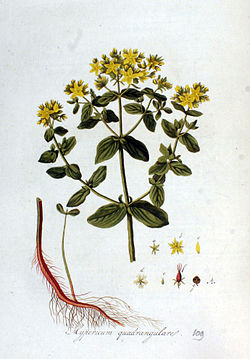 Hypericum quadrangulare — Flora Batava — Volume v2.jpg