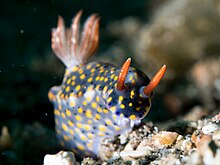 Hypselodoris roo (28087055887).jpg