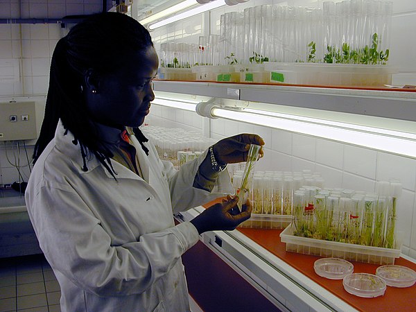 A laboratory technician at the IAEA's Plant Breeding Unit in Seibersdorf checking on a phial containing a young banana plant