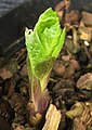 Scopolia carniolica Jacq. Young shoot sprouting: scale leaves pigmented purple: adult leaves somewhat dentate.