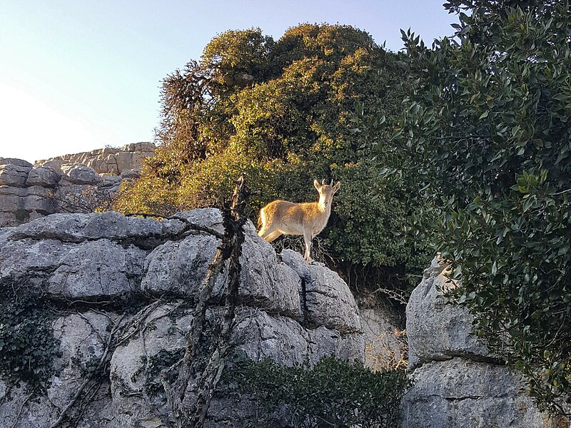 File:Iberian Ibex 252701719.jpg