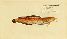 Ichthyologie; ou, Histoire naturelle des poissons (Plat 165) (7064491943).jpg