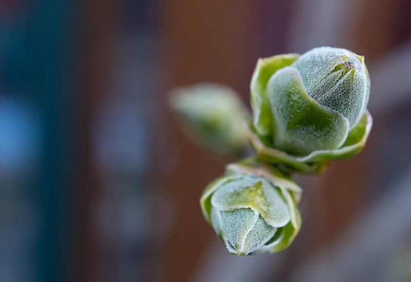 File:Icy spring.jpg