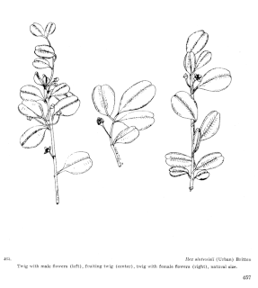 <i>Ilex sintenisii</i> Species of plant