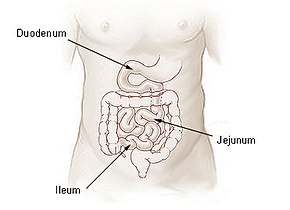 Illu small intestine.jpg