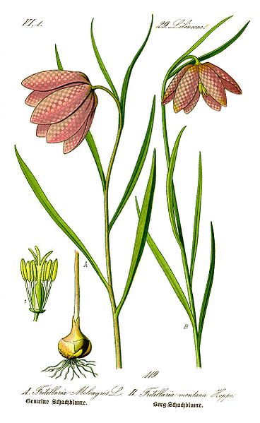 File:Illustration Fritillaria montana1.jpg