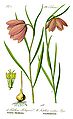 Fritillaria montana (right) Illustration in: Otto Wilhelm Thomé: "Flora von Deutschland, Österreich und der Schweiz", Gera (1885) Cleaned version