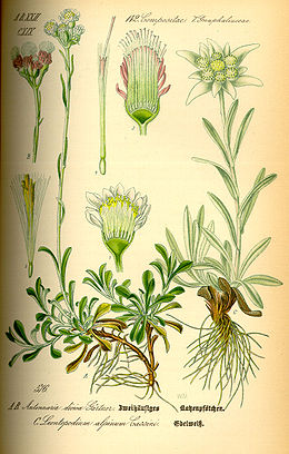 Illustration Leontopodium alpinum0.jpg