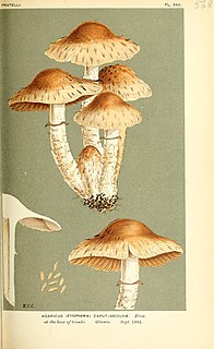 <i>Psathyrella caput-medusae</i> Species of fungus