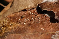 Incrucipulum ciliare: fotografijŏ