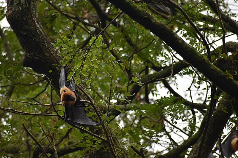 File:Indian flying fox at Mangalavanam Bird Sanctuary, Kerala, India.jpg