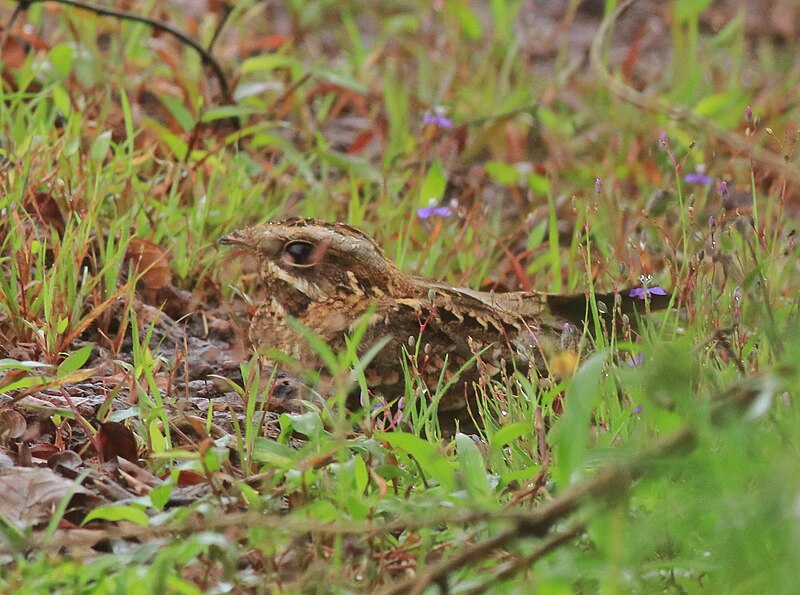 File:Indian nightjar 3.jpg