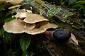 Animal de I. ampulla (Benson, 1850) alimentando-se de fungos da floresta.