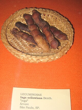 <i>Inga sellowiana</i> Species of legume