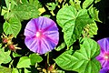 Ipomoea acuminata, Portugal