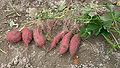 Povijnice batátová (Ipomoea batatas) – sladké brambory
