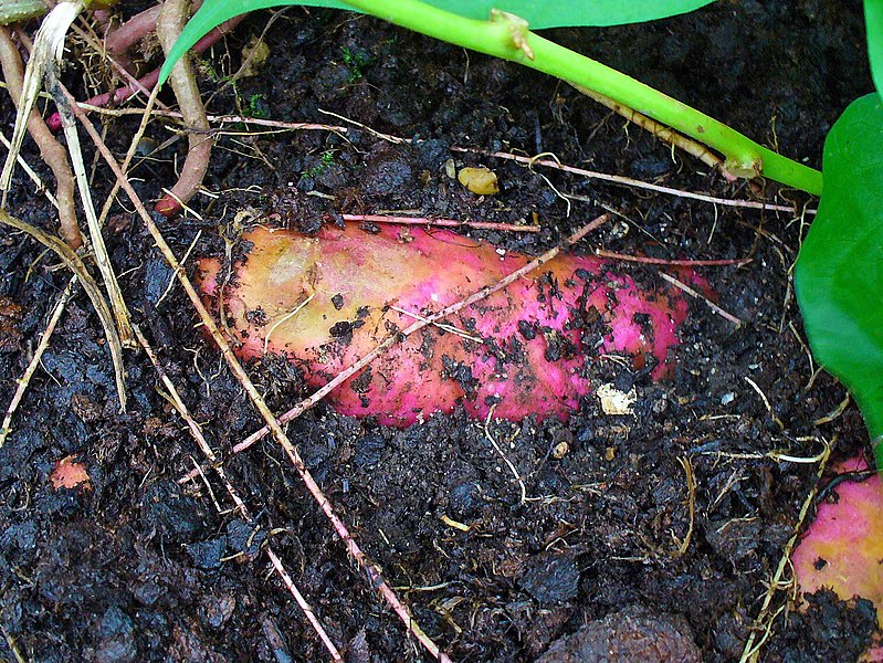 File:Ipomoea batatas 005.JPG