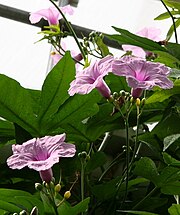 Ipomoea mauritiana 02.jpg