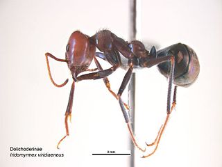 <i>Iridomyrmex viridiaeneus</i> species of insect