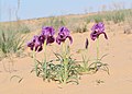 Iris mariae 1.jpg