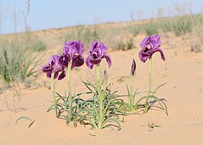 Iris mariae