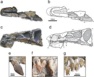 <i>Isaberrysaura</i> genus of dinosaurs