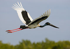 Riesenstorch (Ephippiorhynchus asiaticus)