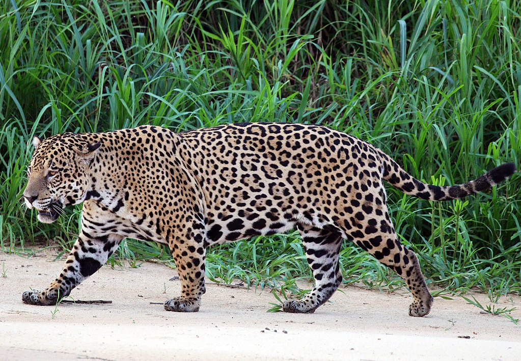 Jaguar (Panthera onca palustris) male Three Brothers River (cropped).JPG