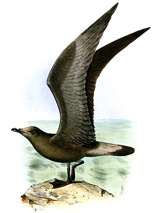 <span class="mw-page-title-main">Jamaican petrel</span> Species of bird