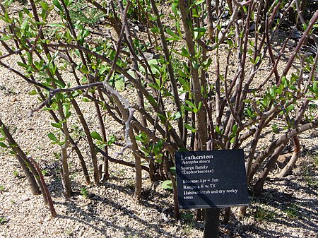 Jatropha dioica 1.JPG