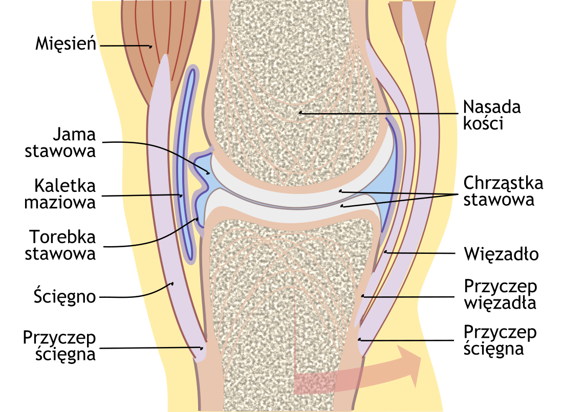 Staw (anatomia)