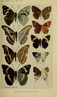 <i>Calinaga aborica</i> Species of butterfly