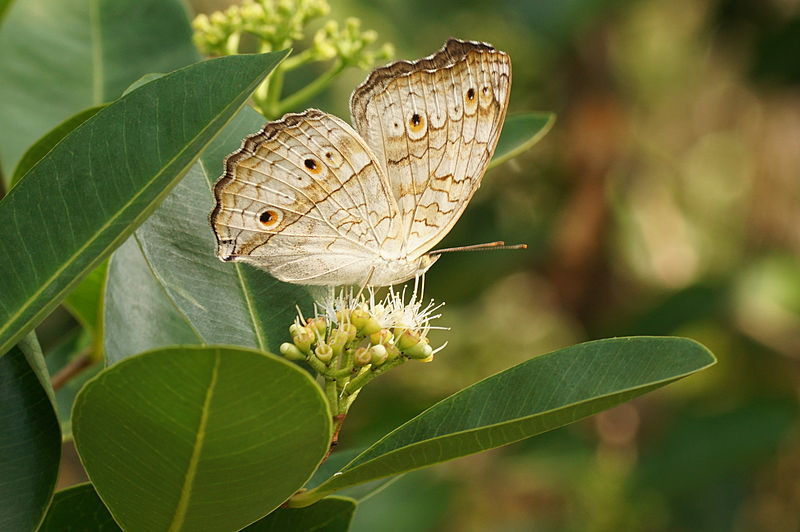 File:Junonia atlites 06457.JPG