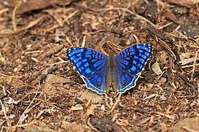 Beskrivelse av Junonia rhadama.JPG-bildet.