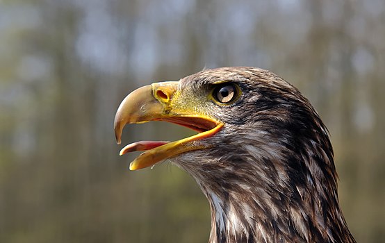 Juvenile Bald Eagle