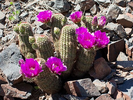 Kaldari Echinocereus 02.jpg