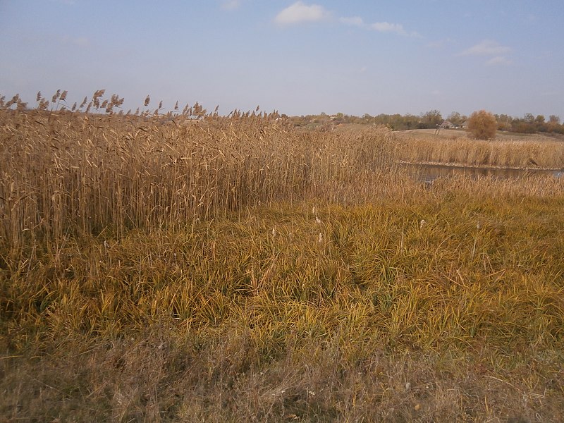 File:Khorol's'kyi district, Poltavs'ka oblast, Ukraine - panoramio (131).jpg