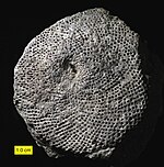 Fossil of the Early Ordovician-Permian benthic alga Receptaculites KimmswickOzoraMidOrdReceptaculitid.jpg