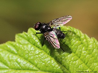 <i>Kirbya</i> Genus of flies