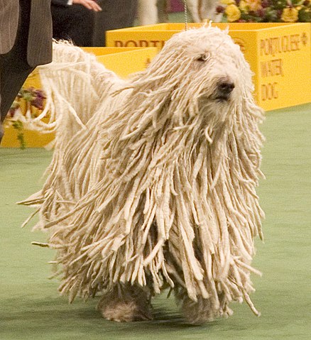 Datei:Komondor Westminster Dog Show crop.jpg – Wikipedia