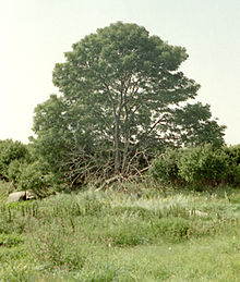 Solitary tree (Fraxinus excelsior) on Kõrgelaid