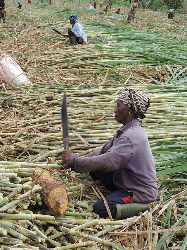 Exploitation de canne à sucre, à Borotou-Koro en Côte d'Ivoire (2014).